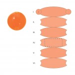 SEGMENT 4
