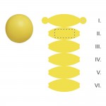 SEGMENT 2