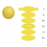 SEGMENT 4