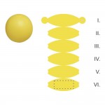 Segment 6
