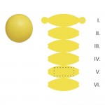 Segment 5