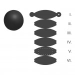 Segment 5