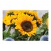 Samen Sonnenblumen GIRASOL, beige Samen Sonnenblumen GIRASOL, beige